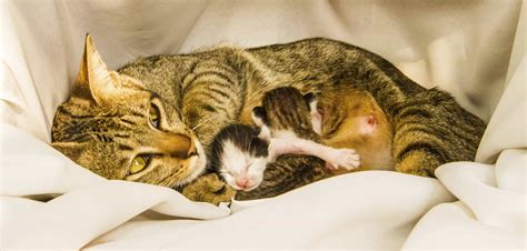 Naissance chaton - Mise bas - Que faire lors de leur naissance