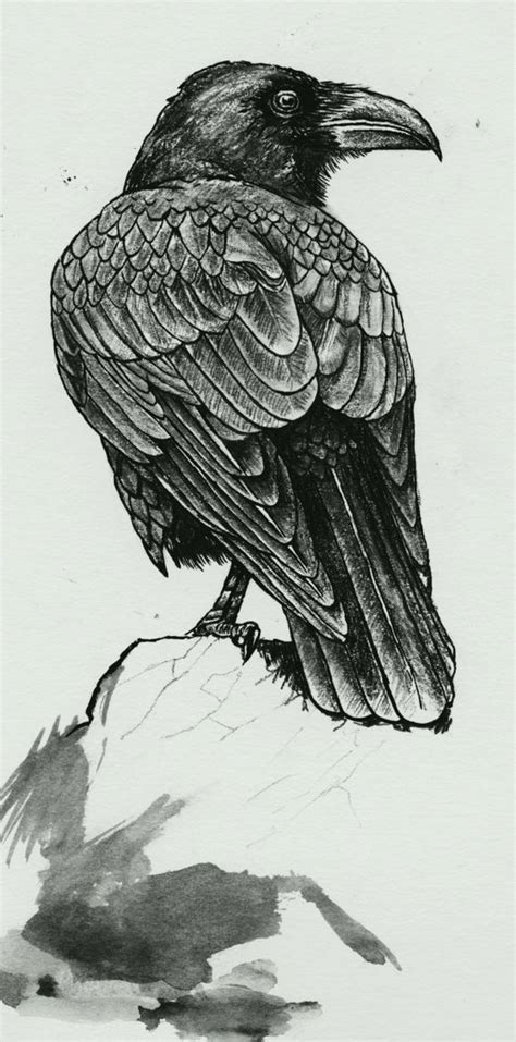 crow illustration with the detail of the feathers for black on black ...