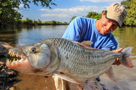 Species Spotlight: Tigerfish | Sportquest Holidays