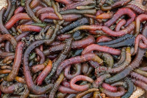 Lugworm Blood, Coming Soon to a Pharmacy Near You | Hakai Magazine