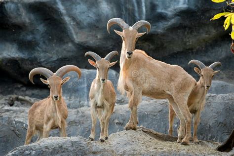 Aoudad Ram Sheep Has Large Thick Curved Horns. Stock Photo - Image of arui, horn: 72857916