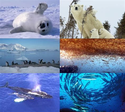 ecosistema polar: Sus animales