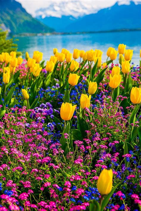 Tulips of Switzerland, Spring time, flowers with the Swiss Alps in the background, Lake Geneva ...