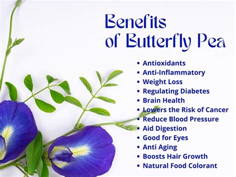 12 Amazing Butterfly Pea Flower Benefits (Aparajita) and Side Effects.