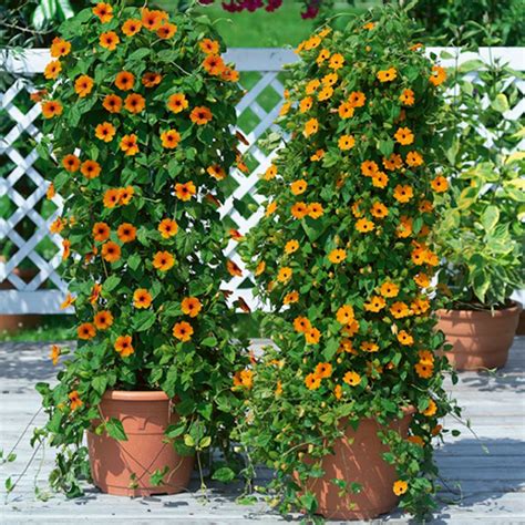 Sunny Susy® Black-eyed Susan Thunbergia Plants | Black eyed susan vine, Black eyed susan, Plants