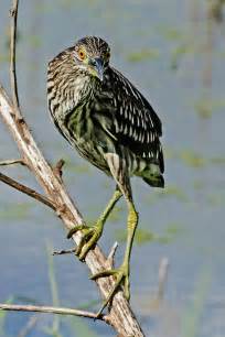 Juvenile Black-Crowned Night Heron II Photograph by Dawn Currie - Fine Art America