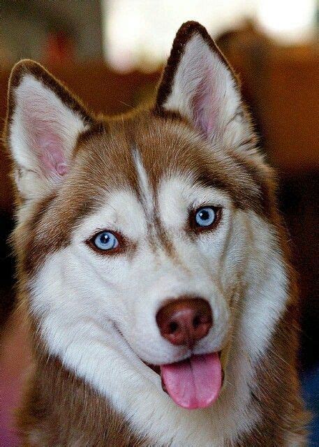 Pin by Miriam Pironi on Perro Siberiano | Dogs, Aggressive dog breeds ...