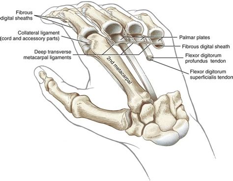 Metacarpophalangeal Joints