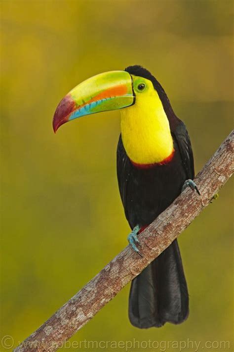 Toucan | Colorful birds, Pet birds, Pretty birds