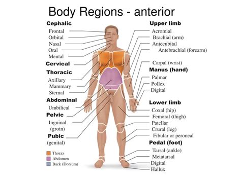 Anatomical Regions Of The Body Diagram