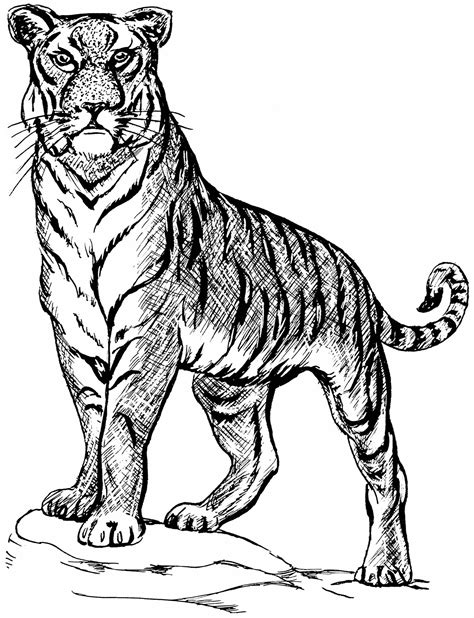 Tiger Line Drawings For Coloring | Pet tiger, Tiger drawing, Tiger sketch