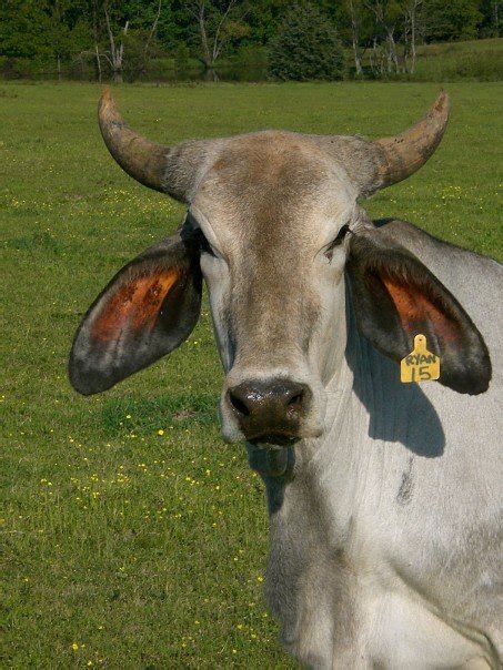 Brahman | Cattle Breeds 101 – Beef Runner