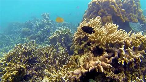 Snorkeling @ Pahawang & Kelagian Island, Bandar Lampung - Indonesia - YouTube