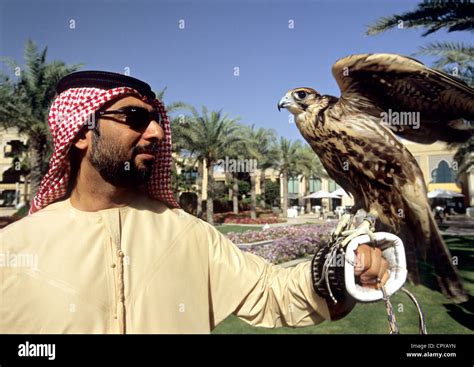 Shaheen falcon hi-res stock photography and images - Alamy