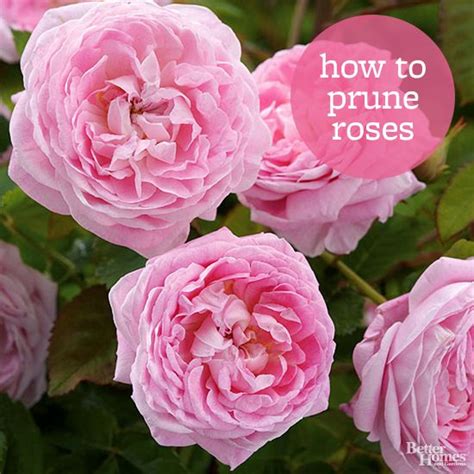 Here's How to Prune Your Roses to Get the Most Blooms and Healthiest Plants | Pruning roses ...