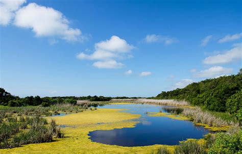 Huntington Beach State Park: The Complete Guide