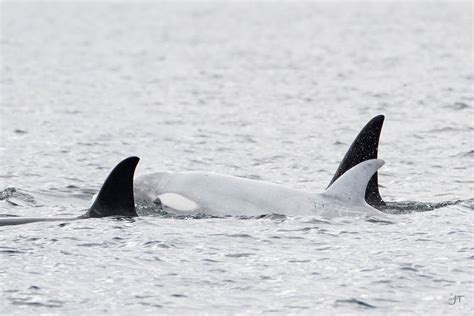 BC's White Orca Is The Only One Of Its Kind In Canada & It's So ...