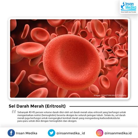 Berikut 4 Komponen dan Fungsi Darah Bagi Tubuh Manusia