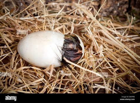 Bird egg hatching hi-res stock photography and images - Alamy