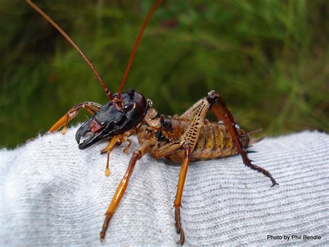 Giant Weta Bug Found in New Zealand! Real or Hoaxed?