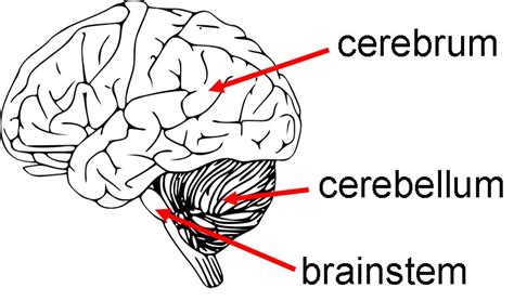 Brain Cerebrum Cerebellum