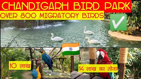 Chandigarh Bird Park near Sukhna Lake- Inaugrated by First lady of India- 800 Species of birds😳😳 ...