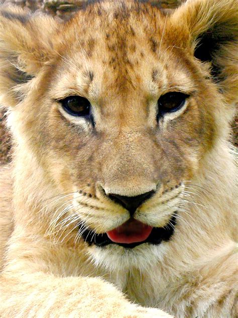 Painting Of Lion Cub Free Stock Photo - Public Domain Pictures
