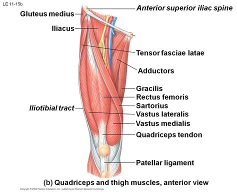 Quadriceps Muscle Anatomy Quadricep Muscle Anatomy Top 10 Strongest ...