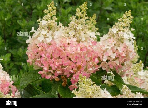 Hydrangea paniculata white pink Panicle Hydrangea Stock Photo - Alamy