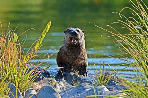 On California's river otters: ‘The cutest vicious devils you’ll ever see’