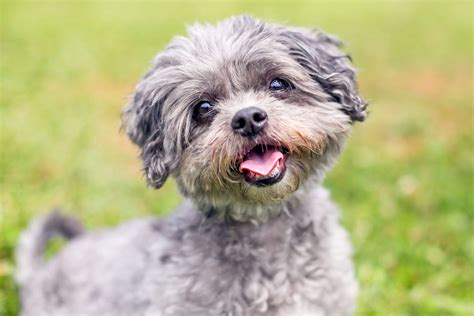 Shih-poo Dog Breed Information and Characteristics | Daily Paws