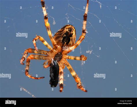 spider with prey Stock Photo - Alamy