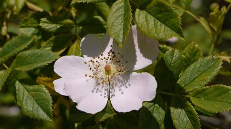 Moon Gazing Hare: Different Types of Wild Rose Hips and My Garden Rose Hips