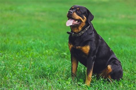 Rottweiler Growth & Weight Chart (Puppy to Adult) | Hepper