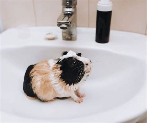 How To Bathe a Guinea Pig? - More Guinea Pigs