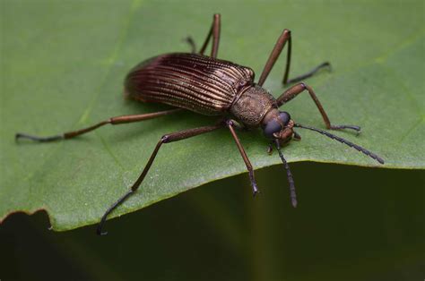 What Do Darkling Beetles Eat? - A-Z Animals