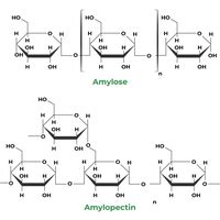 Difference Between Amylose And Amylopectin