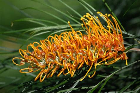 Grevillea Trees And Flowers: A Complete Grevillea Guide | Lawn.com.au