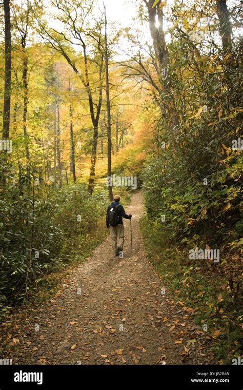 a walk in the fall woods Stock Photo - Alamy