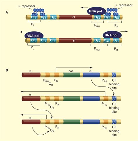 What has phage lambda ever done for us?: Current Biology