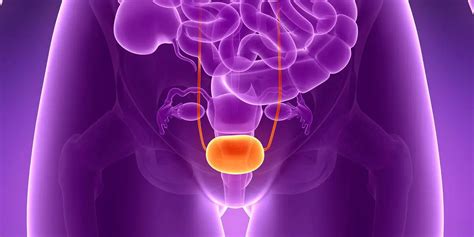 The Bladder (Human Anatomy) | Healthtian