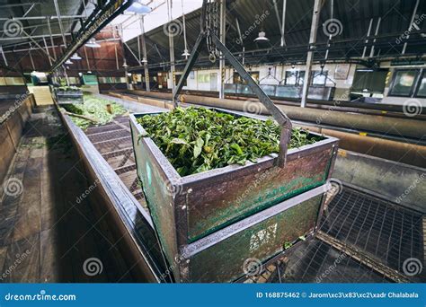 Production in tea factory stock photo. Image of drink - 168875462