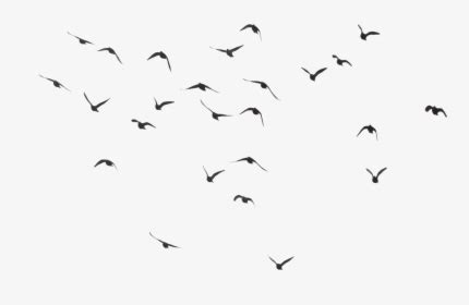 Black Swarm Of Bird Flying Png Image - Birds Flying Transparent Background, Png Download - kindpng