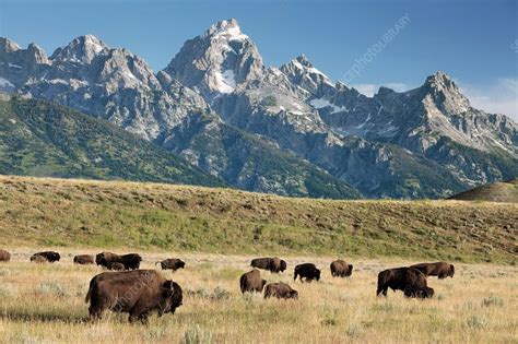 Herd of American Bison - Stock Image - C006/6029 - Science Photo Library