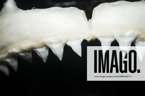 Sandbar shark (Carcharhinus plumbeus) 2 08m specimen, upper jaw with ...