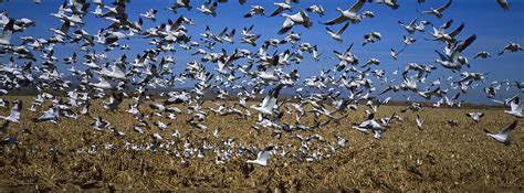 Snow Goose Flock Taking Off Photograph by Konrad Wothe - Fine Art America