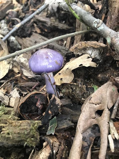 Purple mushroom in Shenandoah in summer. What is it? : r/whatisthismushroom