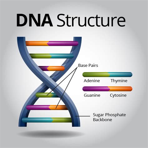 Ms. Schonhoff's Class: DNA Structure Pictures