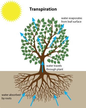 Transpiration · Water Cycle