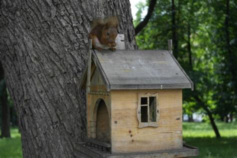 26+ Squirrel House Plans Pdf - TobiasMinerva